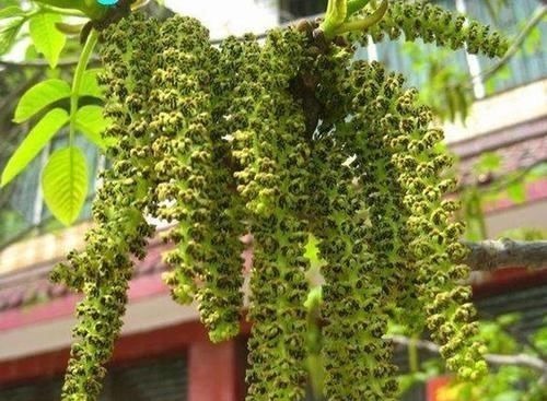 核桃花|长在树上无人识,晒干了58元一斤,人称“长寿菜”,如今都抢着要