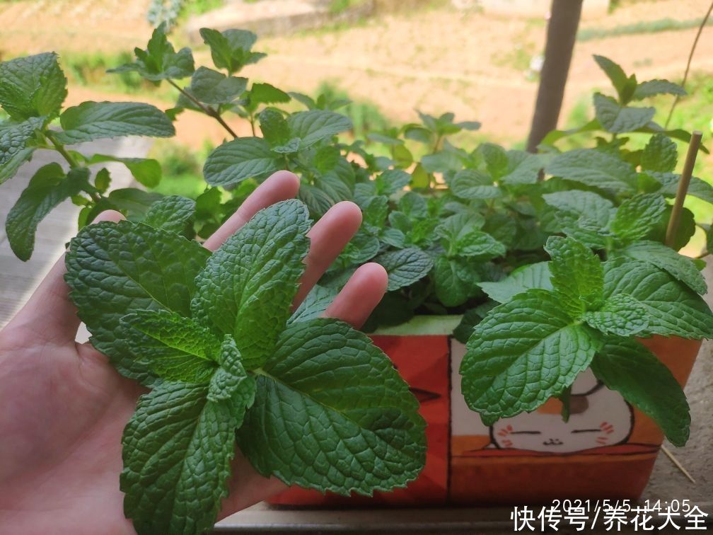 夏天|失眠多梦真头疼，养这3种花，带你安心入眠没烦恼