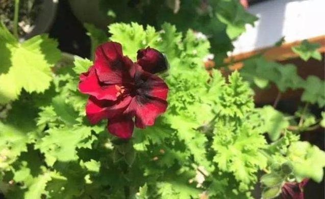 几块钱的天竺葵，竟可以开花几个月阳台养上秒变''大花园''