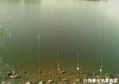 这条31斤的鲤鱼,他用的是什么饵料钓上来的