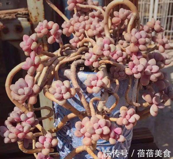 新手养多肉桃蛋,3个要点要牢记,做好了养成老桩,美极了