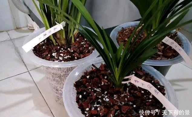兰花上盆总是干尖烂根盆底铺上3个小东西,不积水还爆水晶头