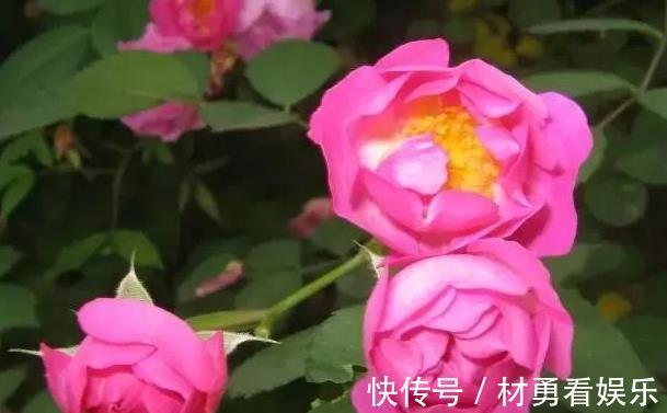 梦光环梦光环|喜欢菊花,不如养盆“玫瑰珍品”芒果浪漫,似桃吐丹霞,亲切妖娆