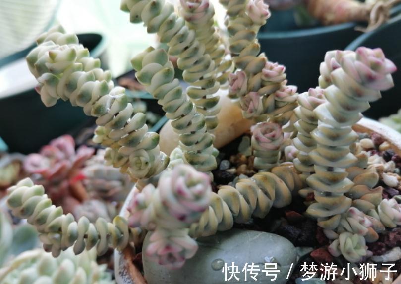 天气忽冷忽热,该怎么养殖多肉?露天还是室内盆栽好?