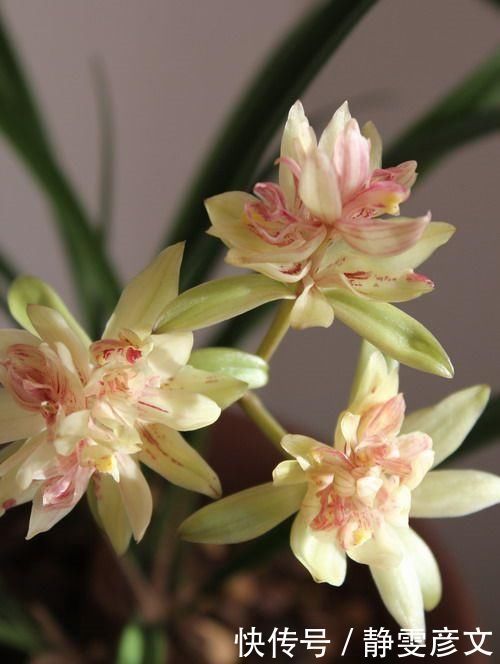 被誉为兰花“第一奇”,花型少有,花苞又大又香,这么多年0差评