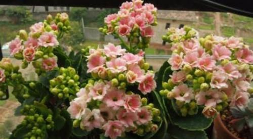  听听|给长寿花促花用磷酸二氢钾，灌根还是喷叶？听听专家怎么说！