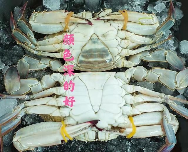 腹部|买螃蟹，是不是“顶盖肥”就看这“1处”，老渔夫的方法就是实用