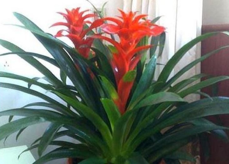 家里常养的4种花，寓意好又养人，镇宅、开运，养在客厅正合适