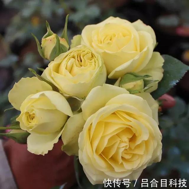 月季|22种最漂亮的月季,一次能开300天,满屋飘香开花多