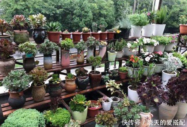 小齐|家庭养花必不可少的4种“好材料”,不花一分钱,配土透气又透水