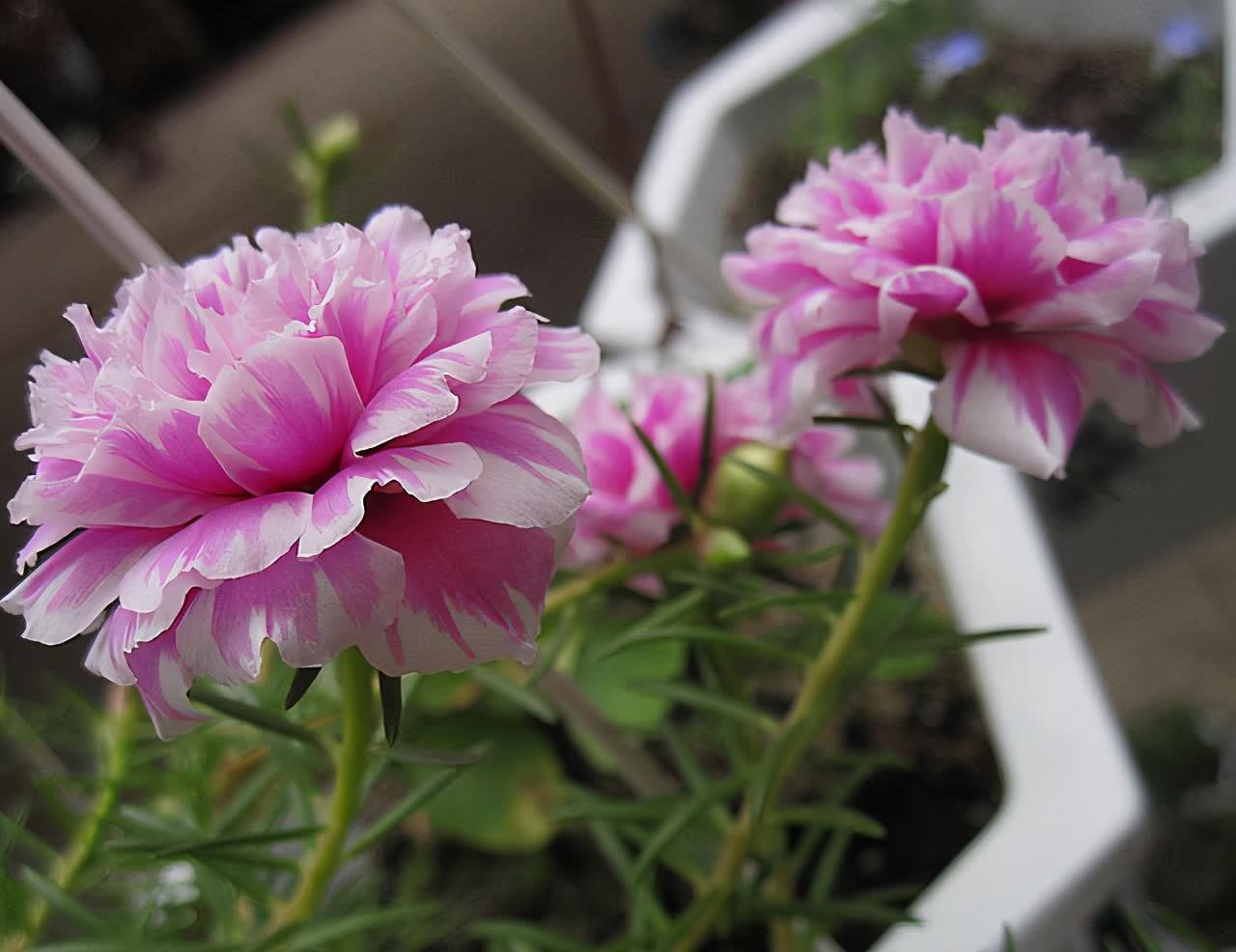 风雨兰风雨兰|集美貌与好养于一身的“3种花”,不怕高温暴晒,三天两头开花