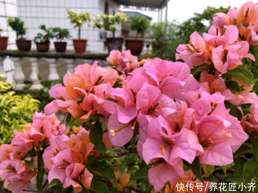 三角梅想要开花爆盆，发现长出“1种芽”，一定要及时剪掉