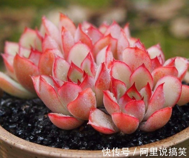 技巧|精挑细选32种多肉植物，1分钟掌握养护技巧，非常实用