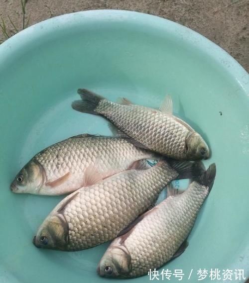 甲醛|这4种鱼，肉里或含有重金属和甲醛，生活中不宜经常吃，建议了解