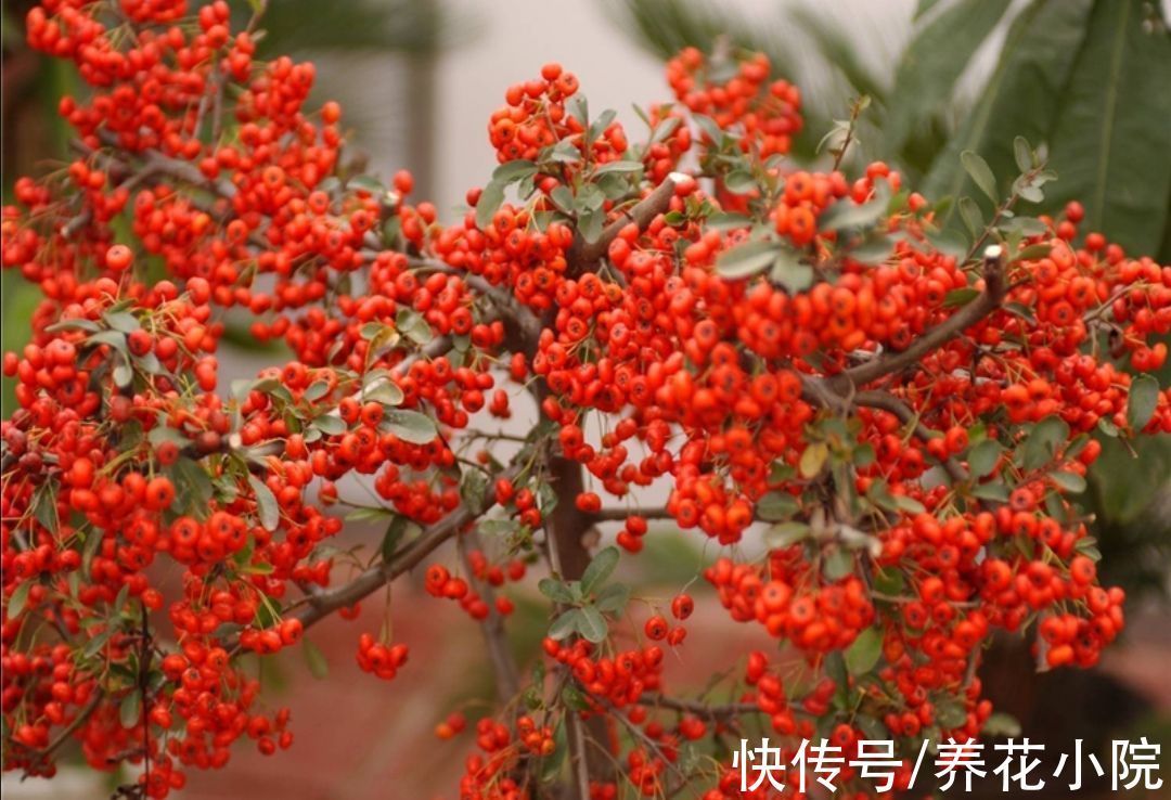 金弹子|家里养3种“观果盆景”,枝头挂累累硕果,真是漂亮又喜庆