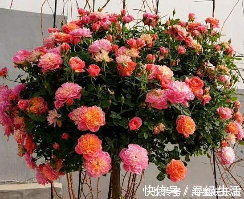 品种|喜欢养花就盆栽月季，此款花期长、易爆盆，一株苗开出多色花