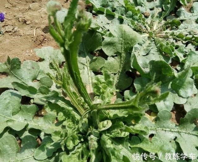 几种好看不起眼的小花,现在种刚好,一个夏天都开花!