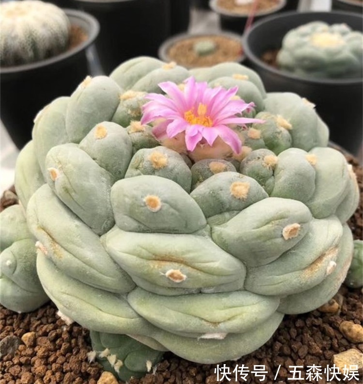 四种不宜养在室内的花,长得好看,却带毒,尽量别养在室内