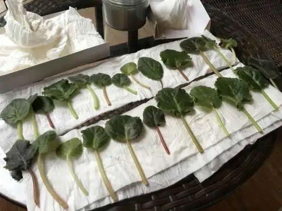 夏天这8种花不用买，叶子丢进花盆里，嗖嗖长白根