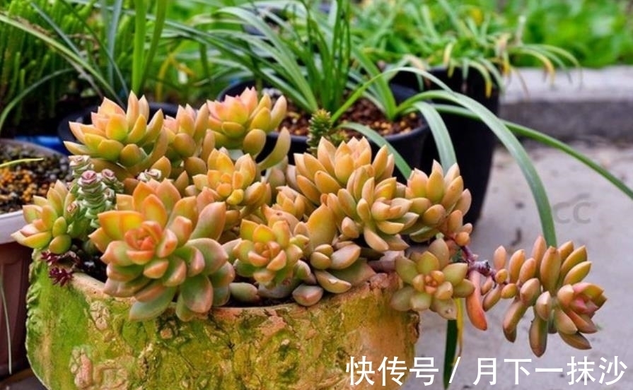 适合12月养的4种多肉,皮实好养美若天仙,新手也能养出好状态