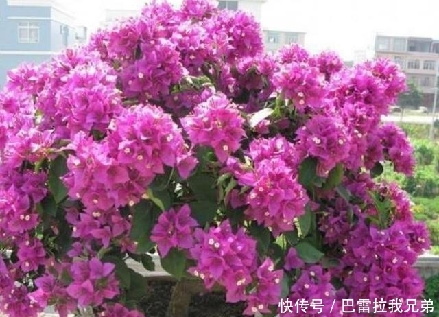 几款花卉，花大色艳胜玫瑰，花朵烂漫迷人，太美了