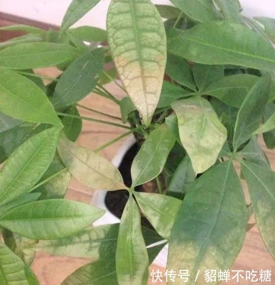 秋冬发财树怎么养?知道这4点就够了,保证枝繁叶茂