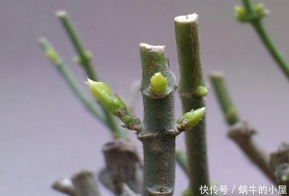 茶花开完花，正待修剪时，春天狠剪，夏秋冬莫动，花苞才满枝