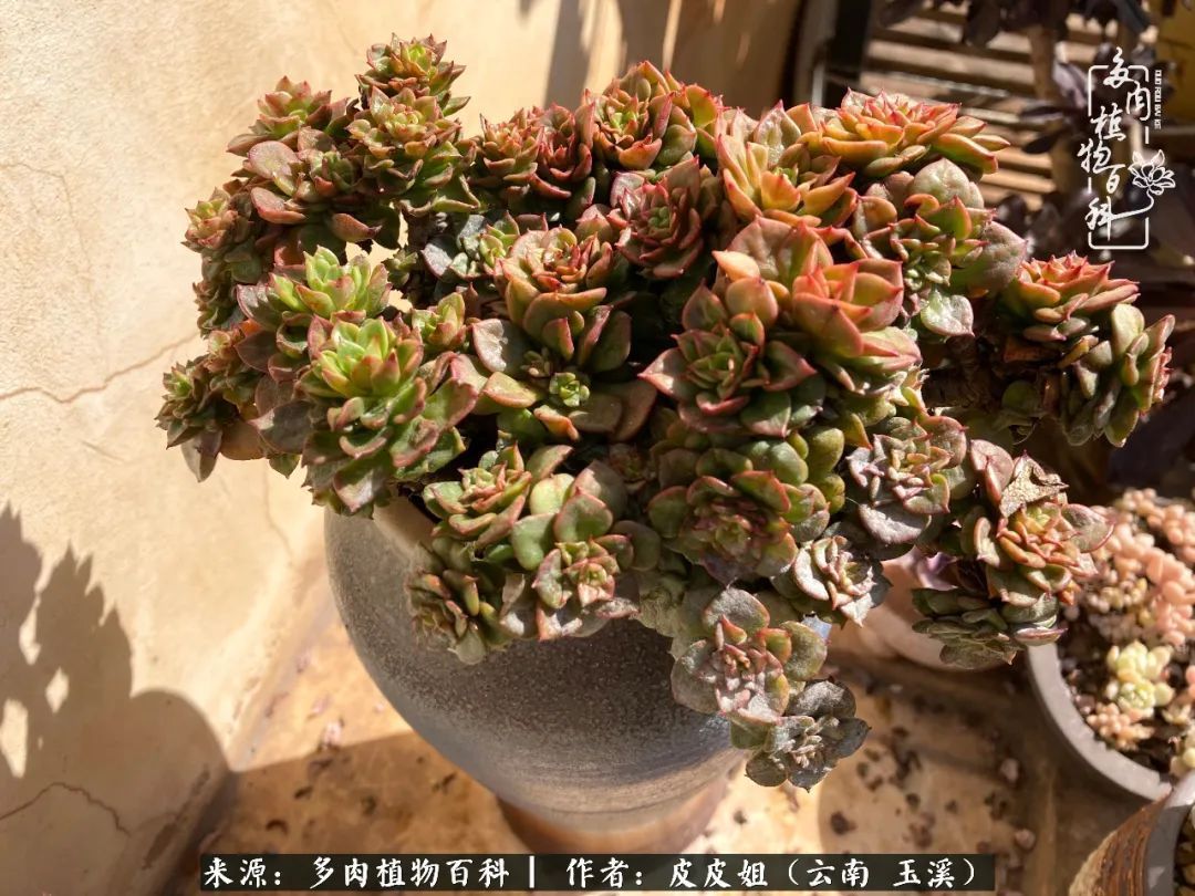 秋黄|柴米油盐的日子,养几盆多肉吧,为生活添几抹色彩!