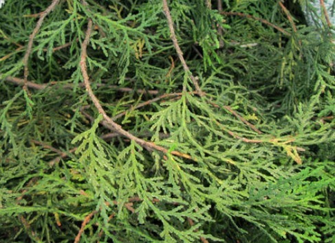 侧柏|一个很灵的治白发偏方坚持用此叶一周,头发不掉了,白发变黑发