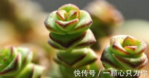 萌萌的招财小物,多肉钱串的养护方法