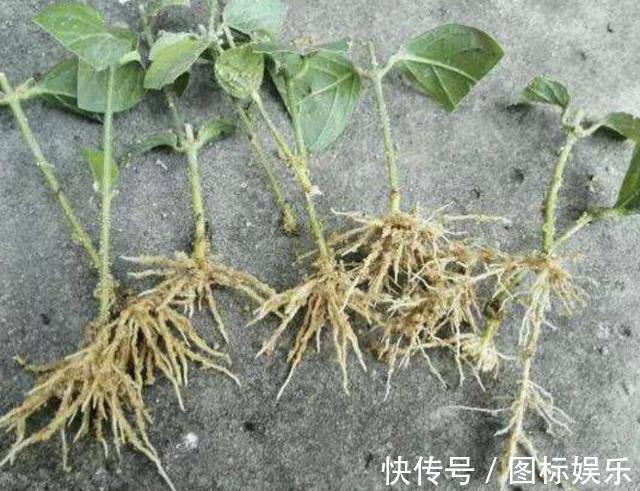 温度渐渐下降，在家扦插“4种花”，9天就生根，2个月后开花多！