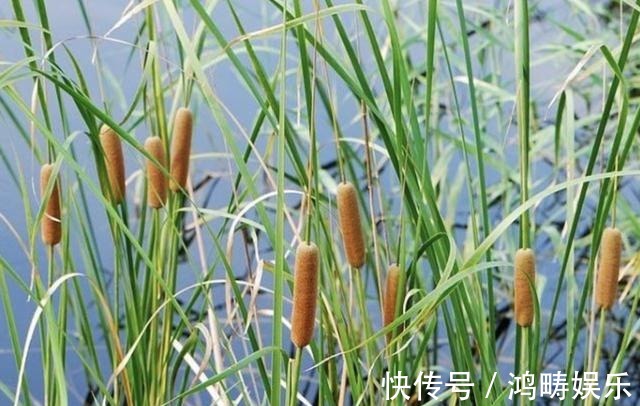 植物|在河边,有1种奇特的“植物”,被称为“香肠草”,殊不知珍贵!