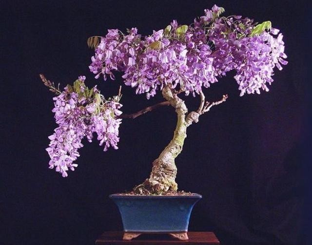 漂亮|5种花冬天再冷也不怕,年前搬进室内,过年就开花,喜庆又漂亮!