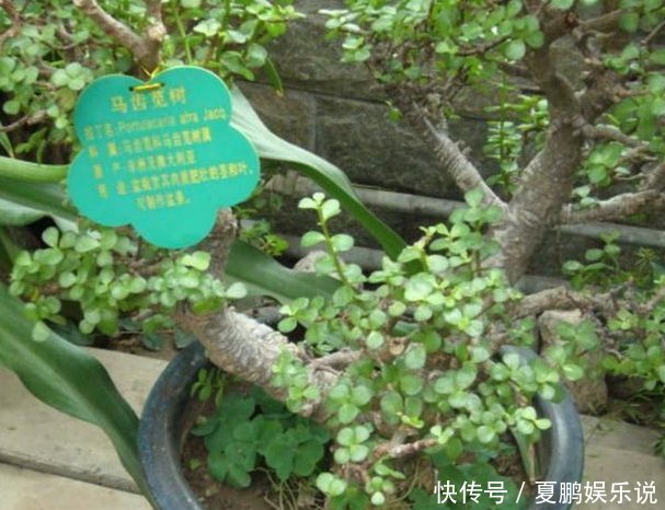 给“马齿苋树”这样“剪几刀”,全株“木质”,根茎强如“钢”