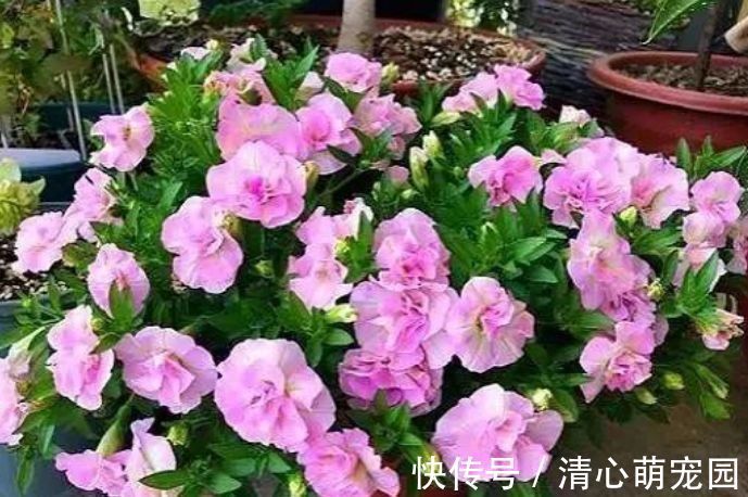 家适合养在阳台的花卉，花香易打理轻松开出花海，养在客厅美极了