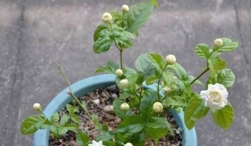 茉莉花有“3怕”,不知情的话,就会黄叶和落花,您别忽视