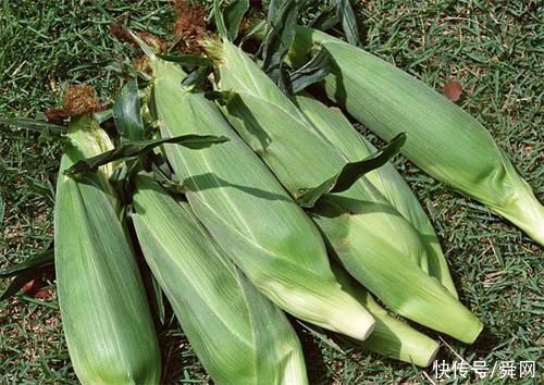 防治|夏天多吃这些美食，降低血脂、防治冠心病、贫血、动脉硬化