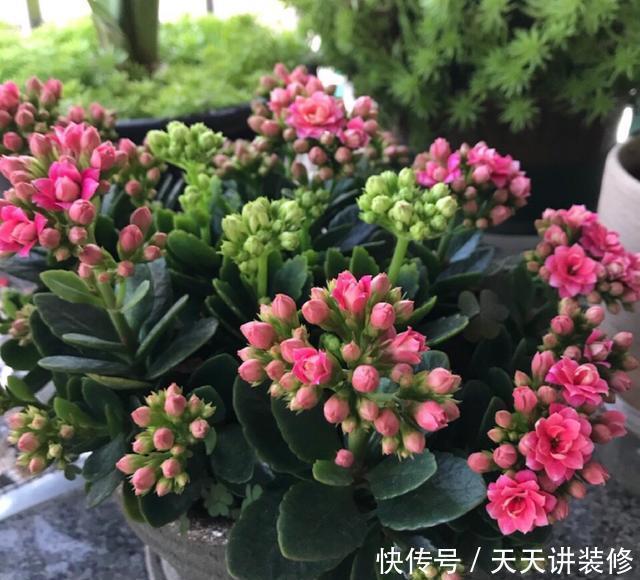 花店|五月逛花店，5种花不值得买，买了也浪费，要记得