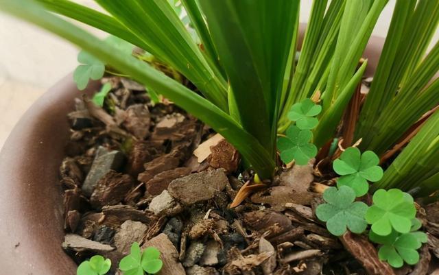 植料|兰花叶子焦边了,夏季温度高,隔三差五浇一次,避免叶子焦边
