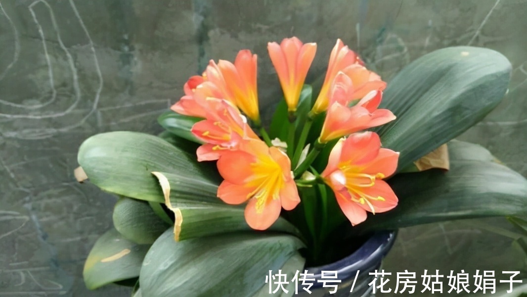 按照君子兰的生长习性来进行养殖,就不怕养不好它了,值得收藏