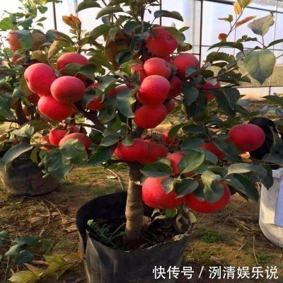 阳台上|阳台也能种果树，植株矮小，年年结果，比雪梨还甜，埋土就活