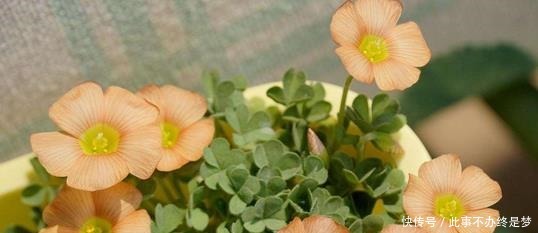 懒人|最适合懒人养护的这些花,不用费心养护,就可花开繁盛!