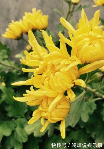 阳台就养这几种花,好养又好看,关键是还能泡茶喝!