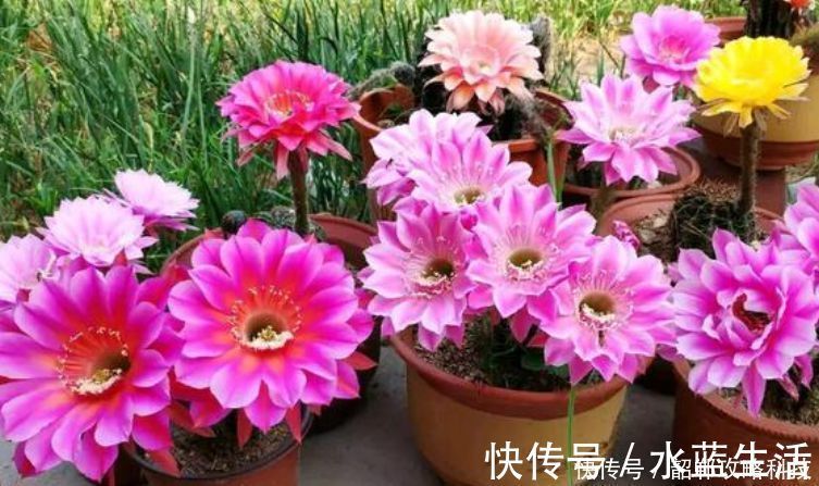 “4种花”最好养,半月浇水一次,花开压弯枝头,适合新手养