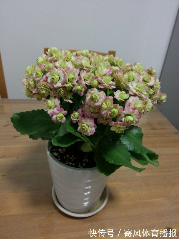 喜欢玫瑰,不妨养盆“精品玫瑰”宠爱小姐,花身金黄,立体感十足