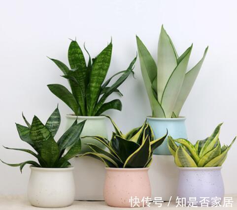 吊兰|让人省心的10大花卉,个个是“耐养型”,绿萝没上榜