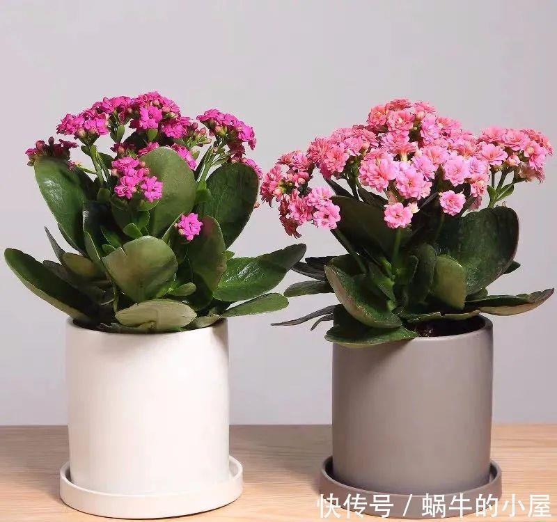 卧室养花有“三不养”,又有“三必养”,你养对了吗