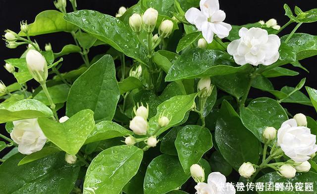 茉莉花马上就要进入花期,学会几个养护技巧,枝繁叶茂花开爆盆