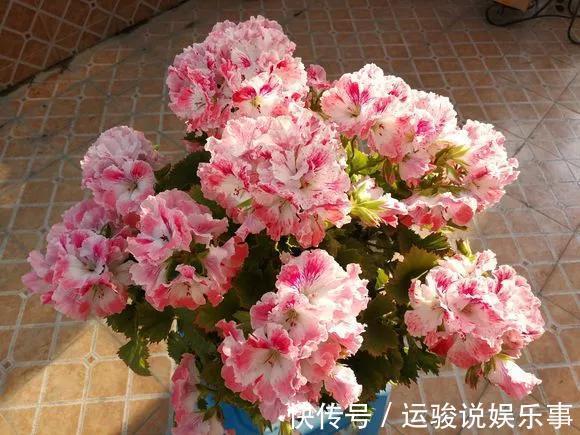 5种花不用管，盆栽地栽都好养，自己就能长成大花球，花开还惊艳