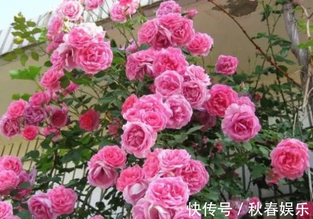 养月季,学会''6点''你就是高手,花苞冒不停,年年开花不断!